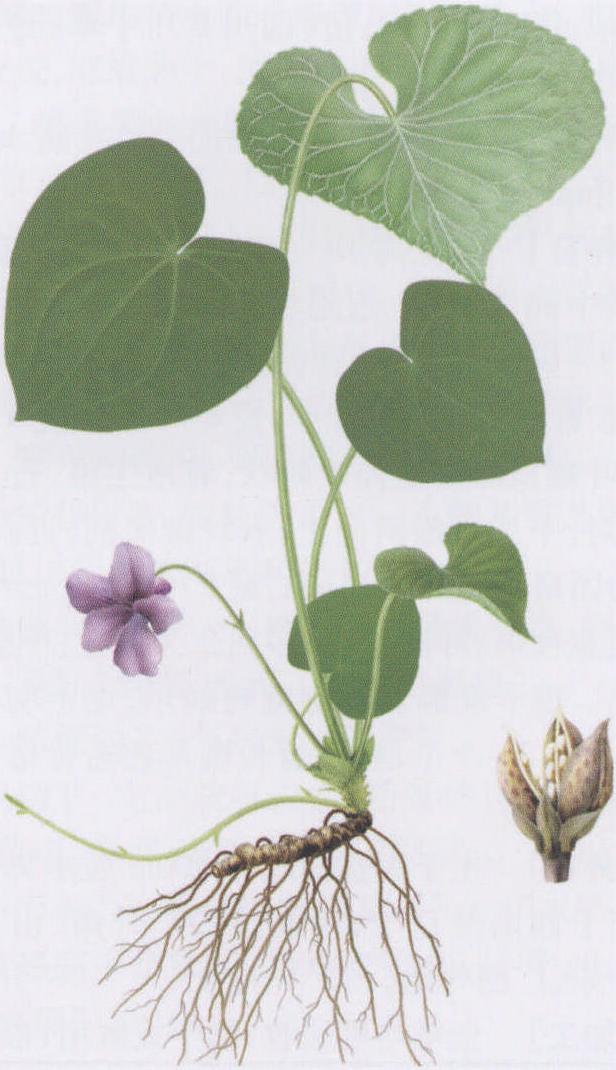 寸節(jié)七